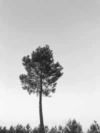 Tree on field against clear sky