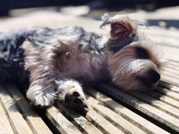 Close-up of a dog resting on wood