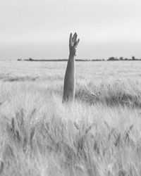Hand in the field