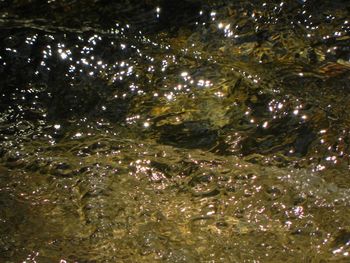 Trees in water