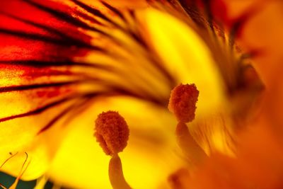 Close-up of orange flower