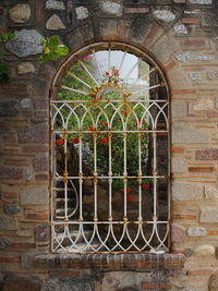 Potted plants on window of building