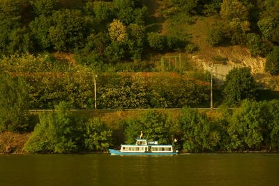 Scenic view of danube  in forest