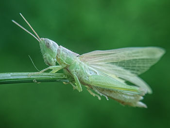 Close-up of insect on leaf