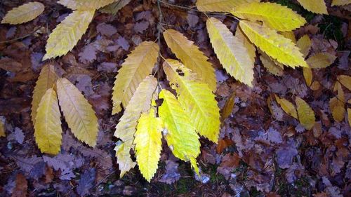 Close-up of yellow leaves