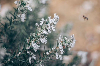 Close-up of purple flowering plant