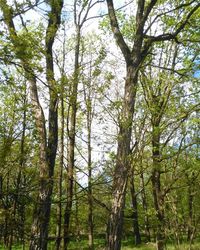 Low angle view of trees in forest