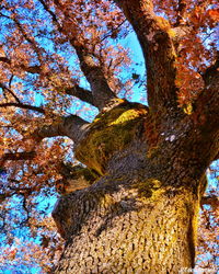 Low angle view of tree against sky