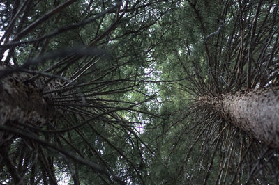 Low angle view of trees in forest