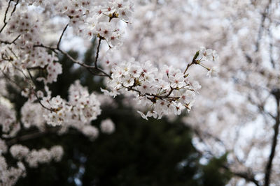 Close-up of cherry blossoms in spring