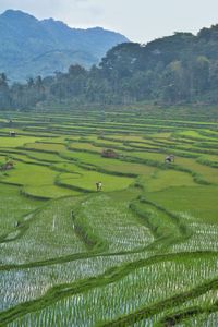 Scenic view of agricultural field