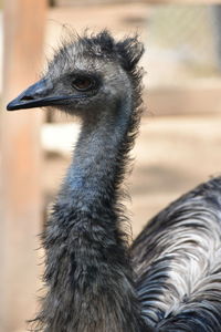 Close-up of a bird looking away