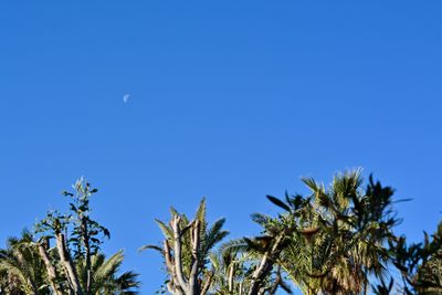 Low angle view of palm trees against blue sky