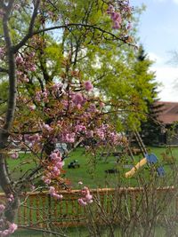 Close-up of pink flowers blooming on tree