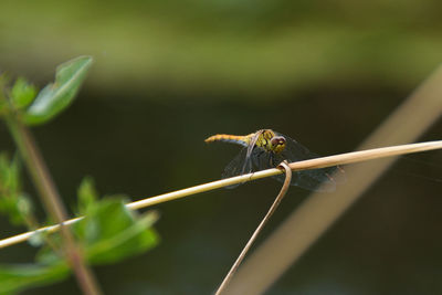 Close-up of insect on plant