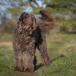 View of a dog on field