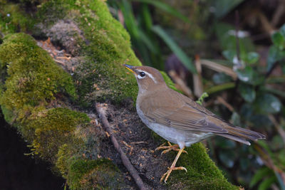 Close-up of bird perching on a tree