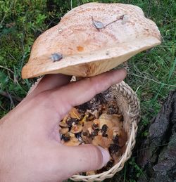 Midsection of person holding mushroom