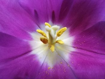 Close-up of flower