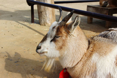 Close-up of horse in zoo
