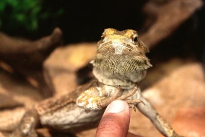 Close-up of hand holding lizard