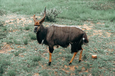 An old male nyala with a broken horn shot in midday