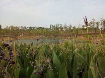 Plants growing on field against sky