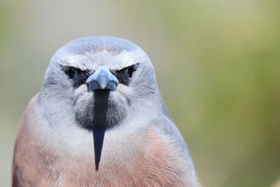 Close-up portrait of owl