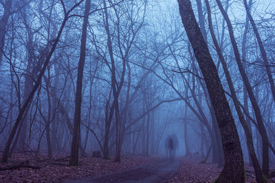 Blurred motion of person walking amidst trees in forest at dusk