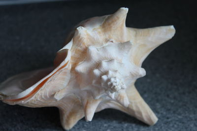 Close-up of seashell