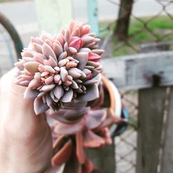 Close-up of hand holding flower against blurred background