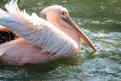 Close-up of pelican swimming in lake