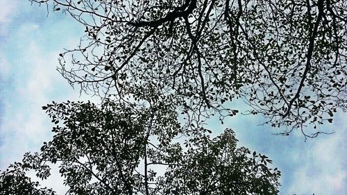 Low angle view of bare trees against sky