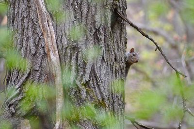 Squirrel on tree trunk