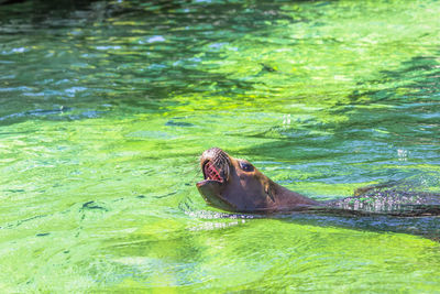 Turtle swimming in water