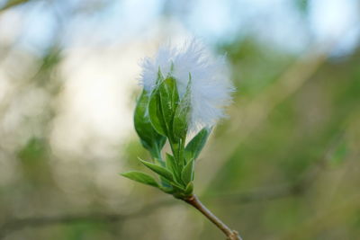 Close-up of dandelion on plant