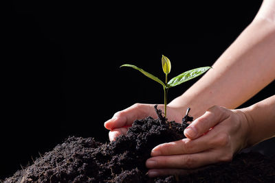 Close-up of hand holding plant against black background