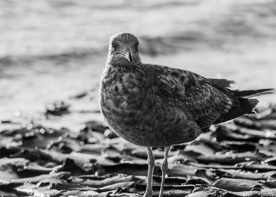 Close-up of seagull perching on rock