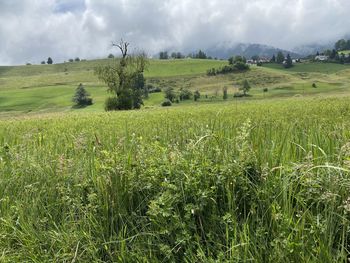 Scenic view of agricultural field against sky