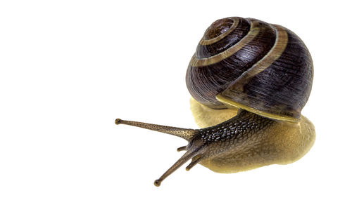 Close-up of snail on white background