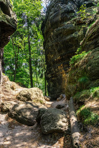 Scenic view of rocks in forest