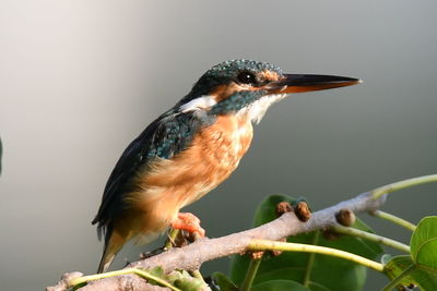 Close-up of bird perching on branch