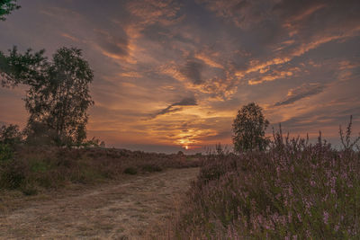 Scenic view of field against sky at sunset
