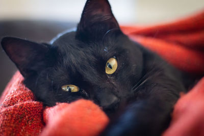 Close-up portrait of black cat