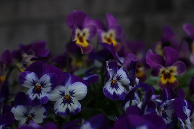 Close-up of purple flowering plants