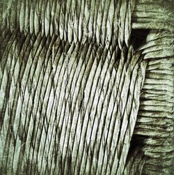 Full frame shot of tree trunk