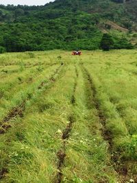 Scenic view of agricultural field