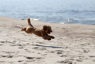 Dog on beach