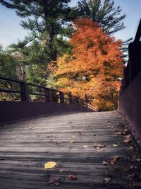 Footpath amidst trees during autumn