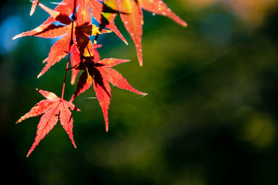 Close-up of maple leaves
